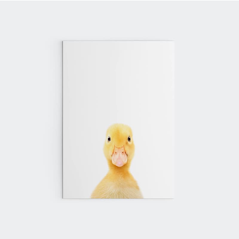 Animal Photography - Duck - Pompom Prints