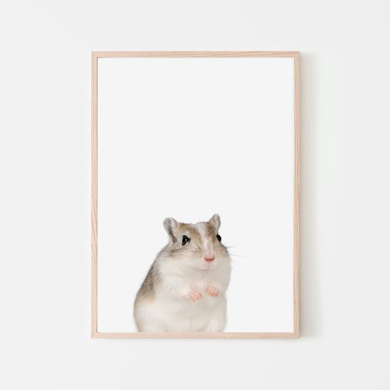 Animal Photography - Gerbil - Pompom Prints
