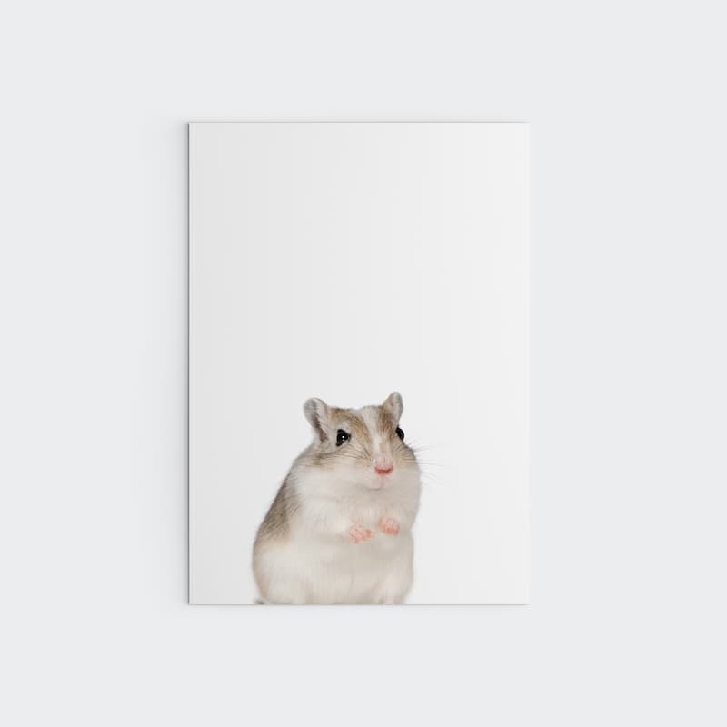 Animal Photography - Gerbil - Pompom Prints