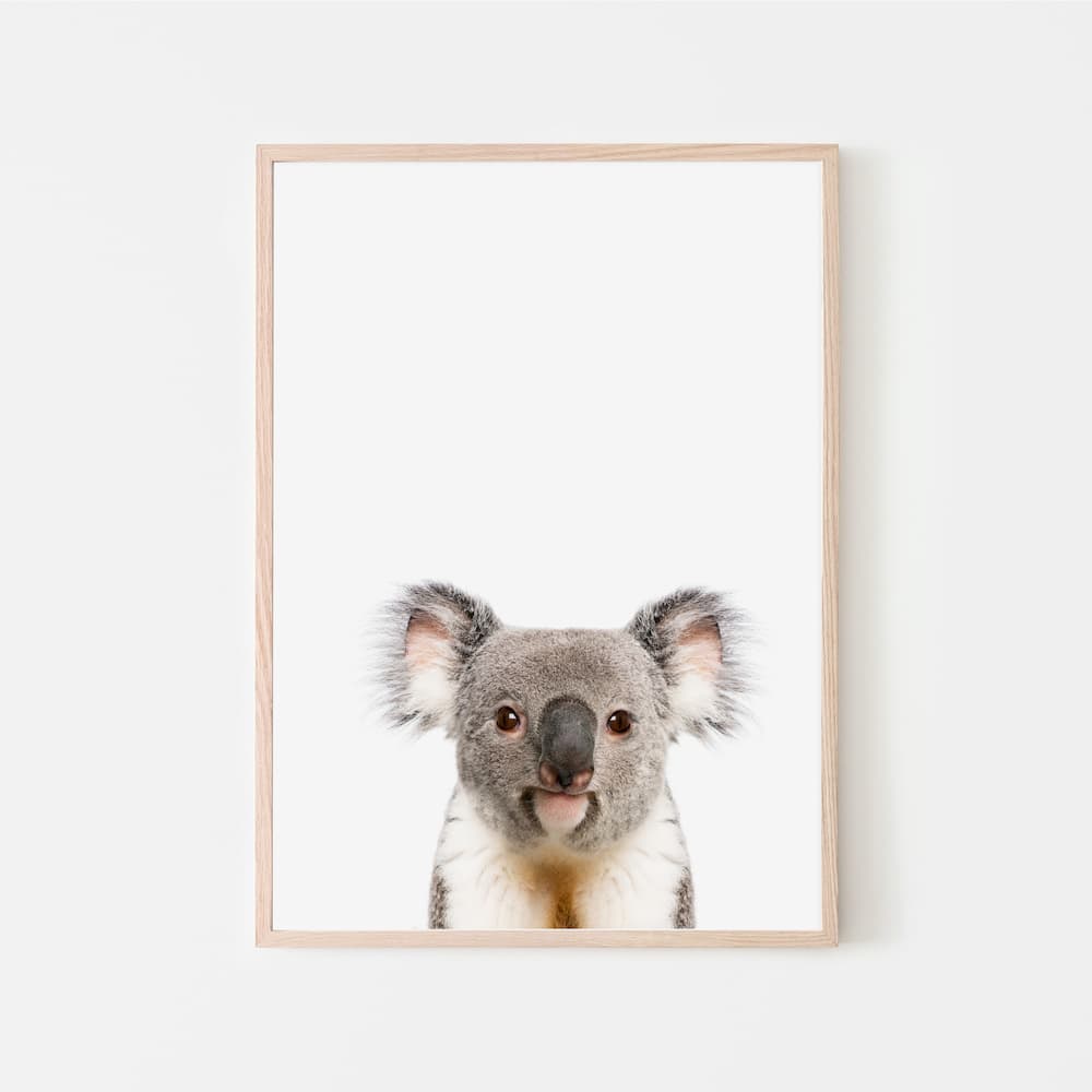 Animal Photography - Koala - Pompom Prints