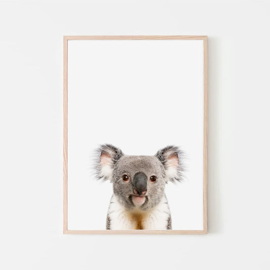 Animal Photography - Koala - Pompom Prints