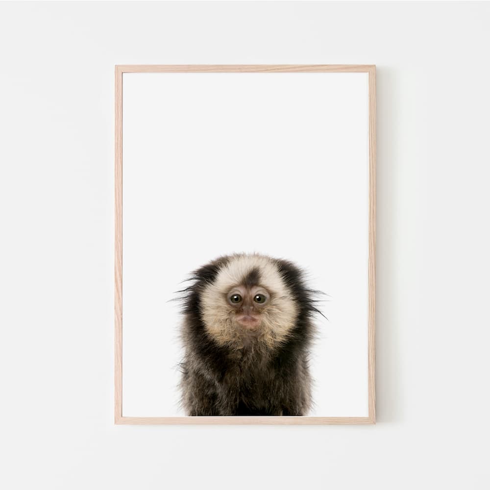 Animal Photography - Marmoset - Pompom Prints