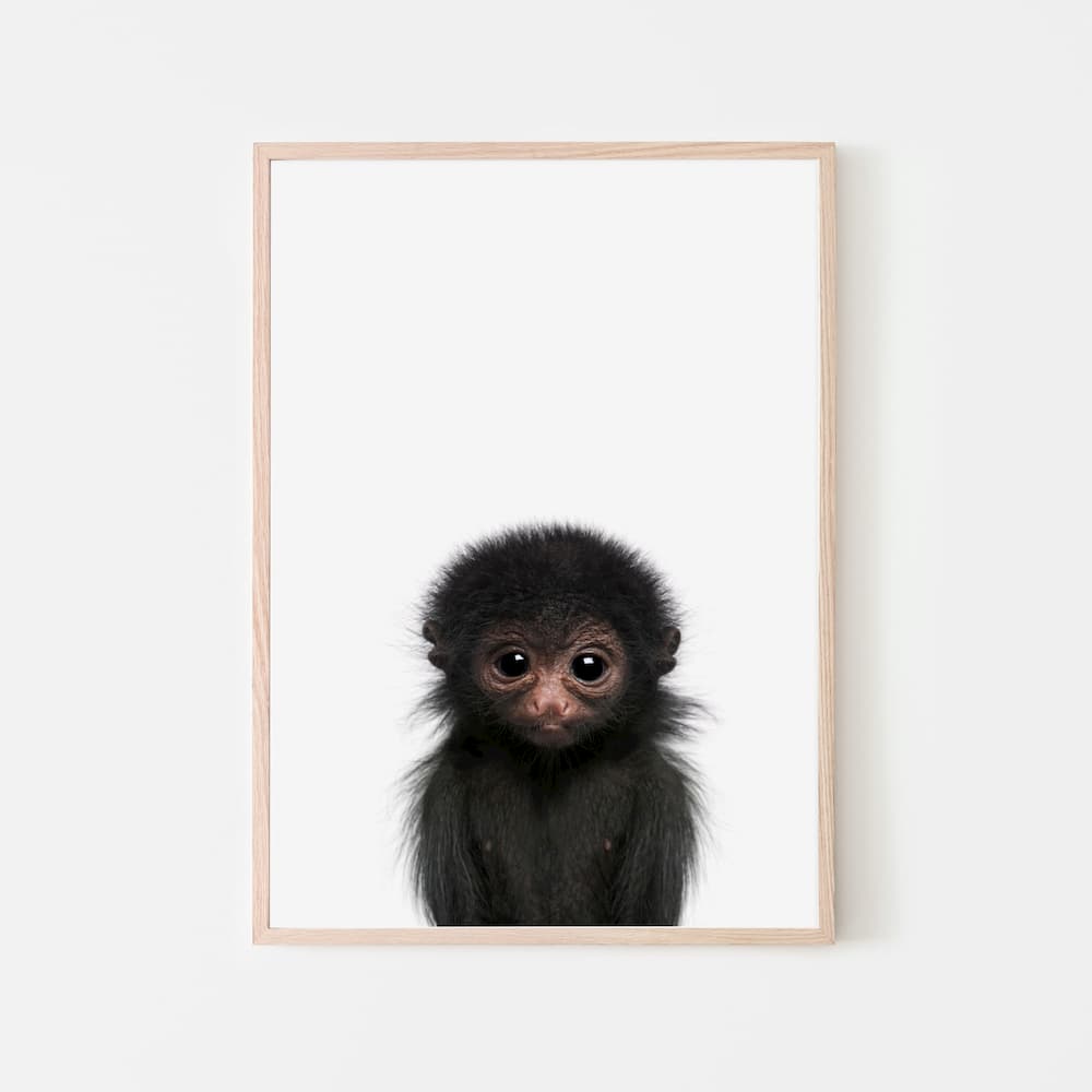 Animal Photography - Monkey - Pompom Prints