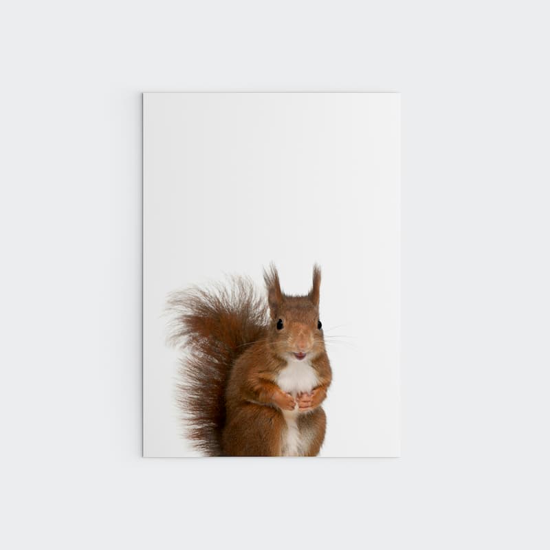 Animal Photography - Squirrel - Pompom Prints