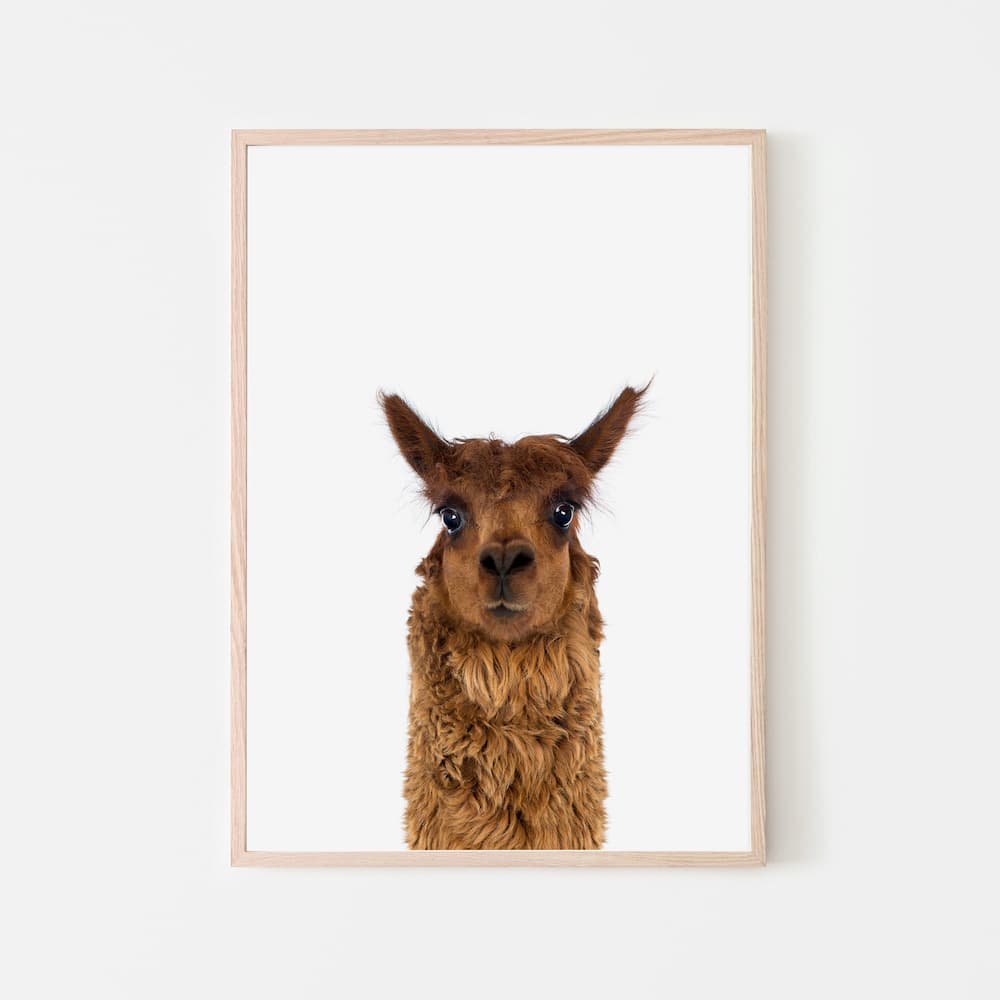 Animal Photography - Alpaca - Pompom Prints