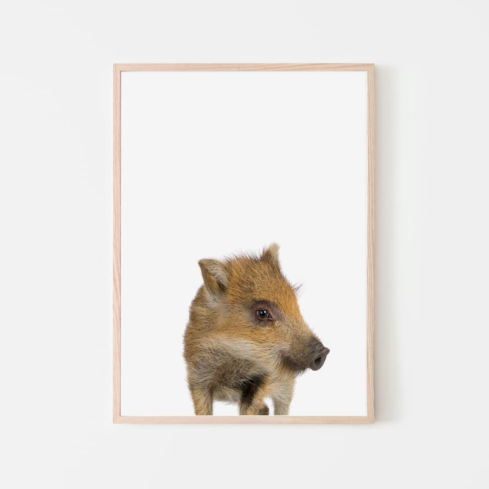 Animal Photography - Boar - Pompom Prints