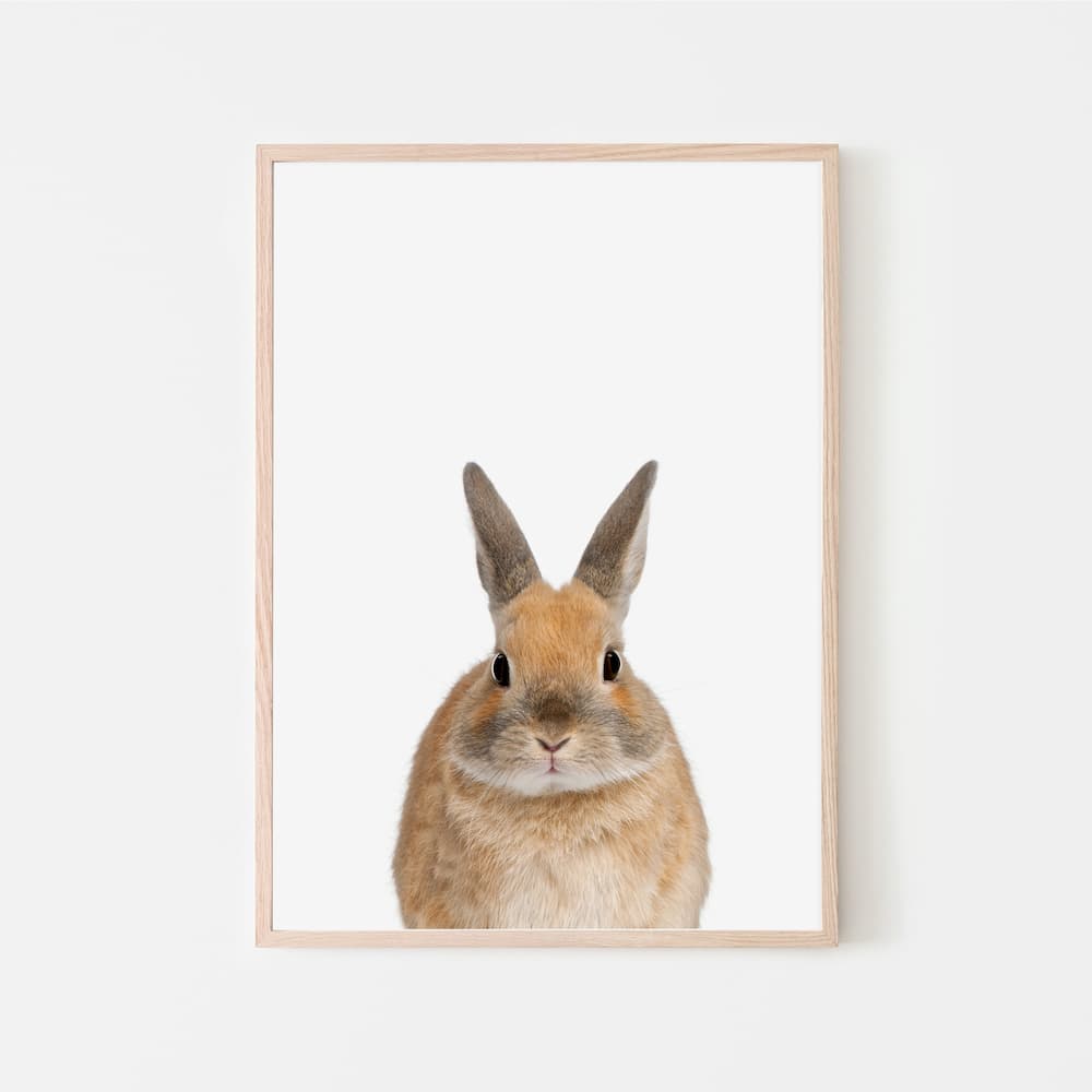 Animal Photography - Bunny - Pompom Prints