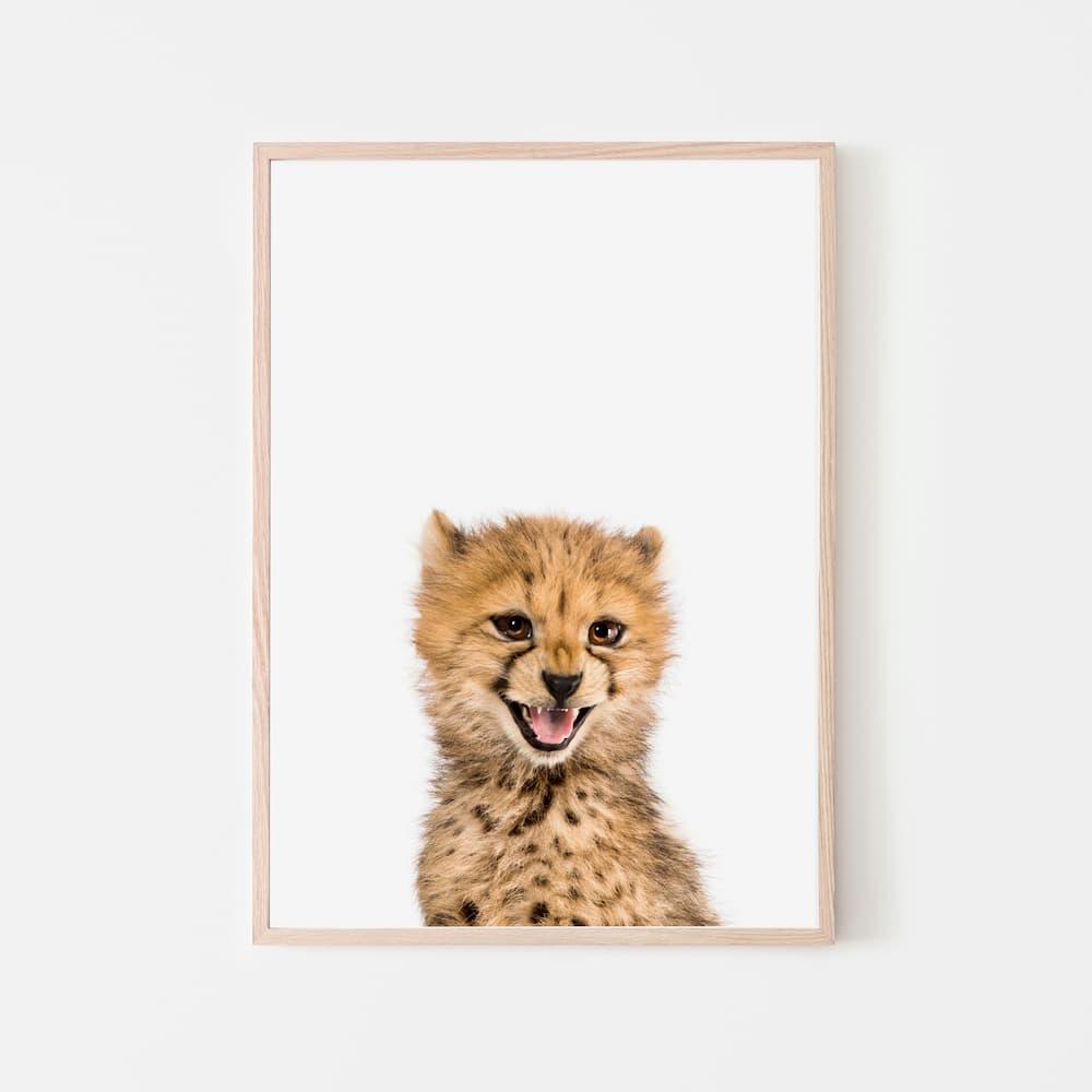 Animal Photography - Cheetah - Pompom Prints