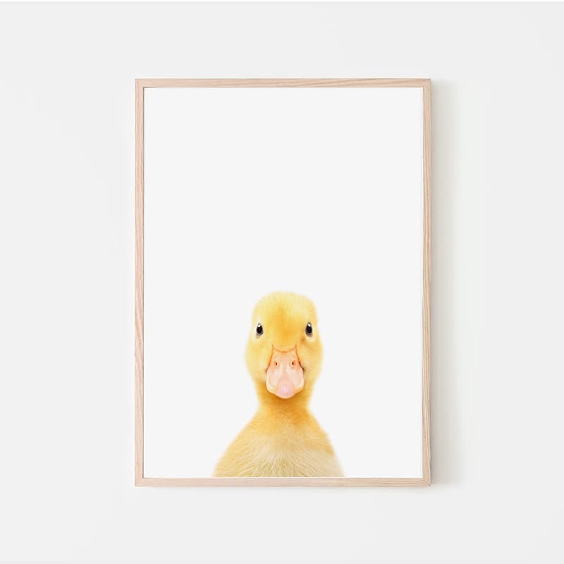 Animal Photography - Duck - Pompom Prints