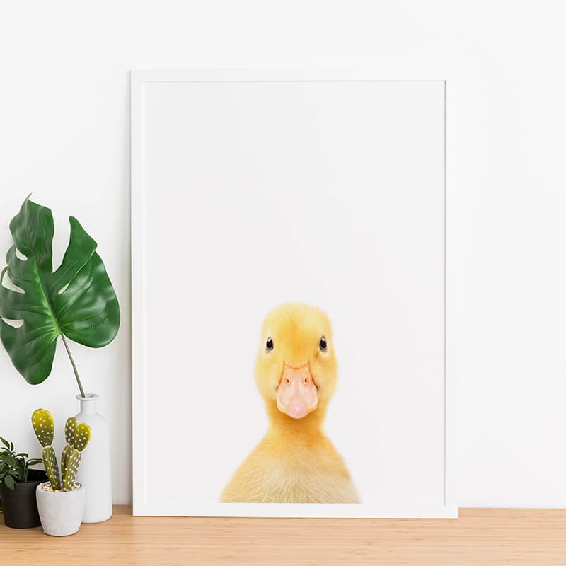 Animal Photography - Duck - Pompom Prints