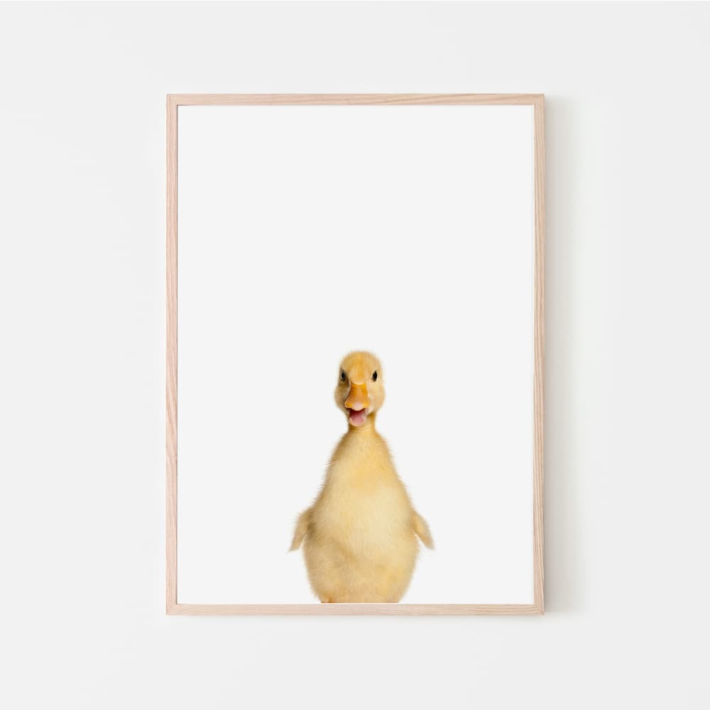 Animal Photography - Duckling - Pompom Prints
