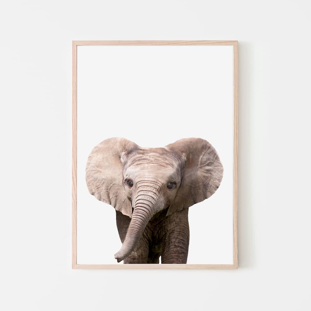 Animal Photography - Elephant - Pompom Prints