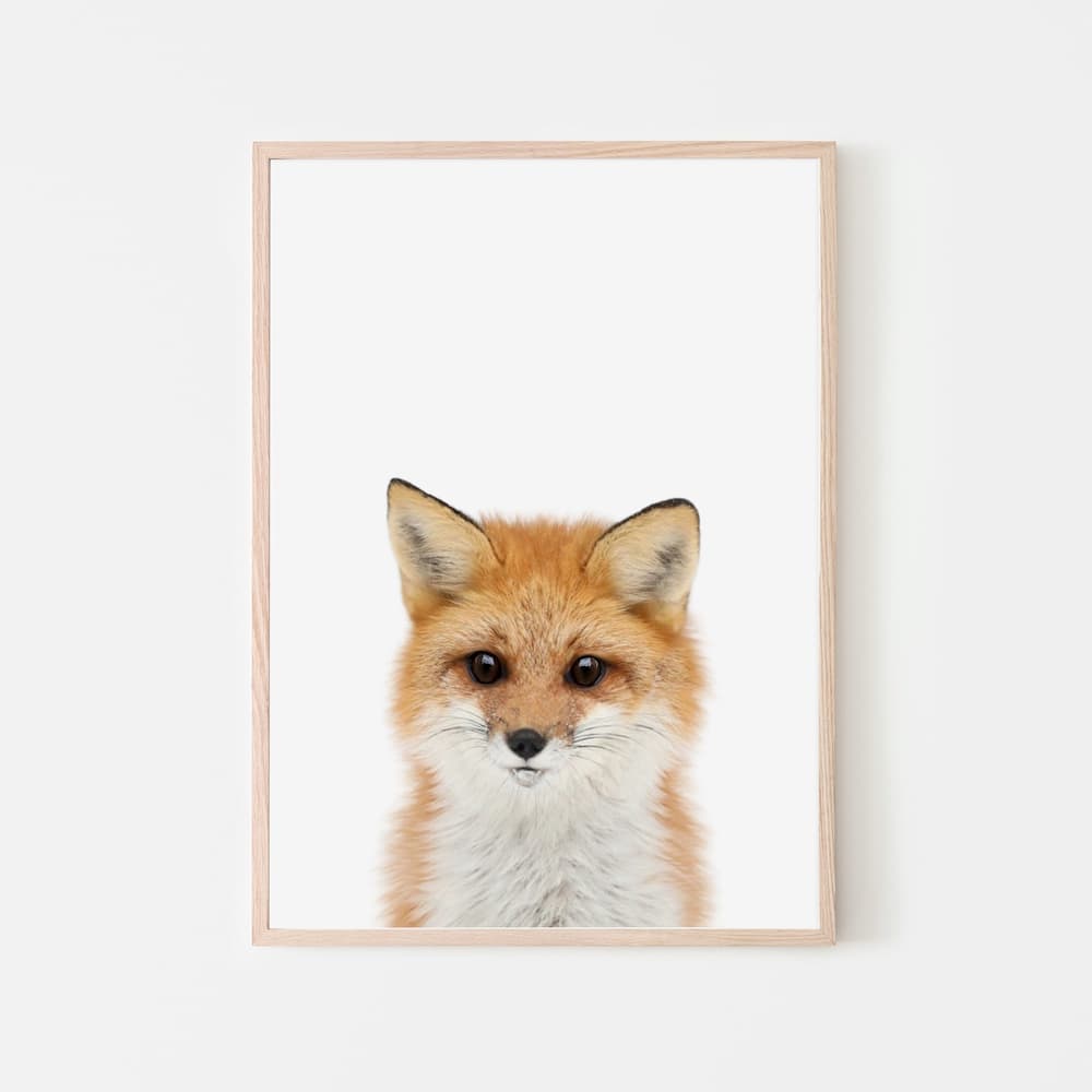 Animal Photography - Fox - Pompom Prints
