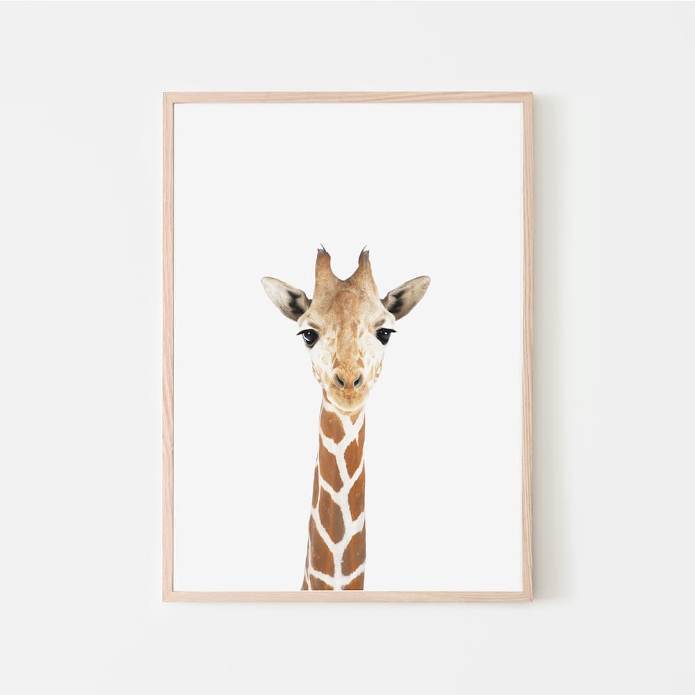 Animal Photography - Giraffe - Pompom Prints
