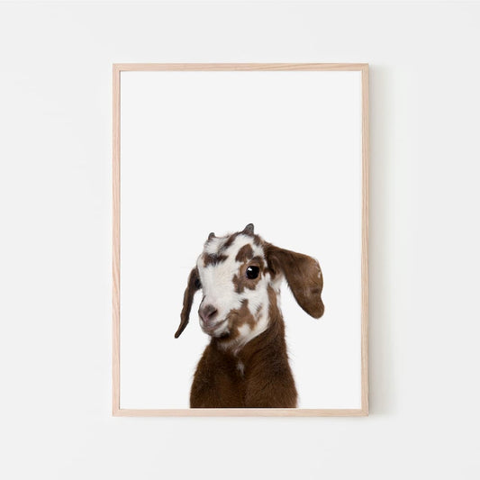 Animal Photography - Goat - Pompom Prints