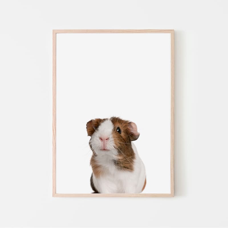 Animal Photography - Guinea Pig - Pompom Prints