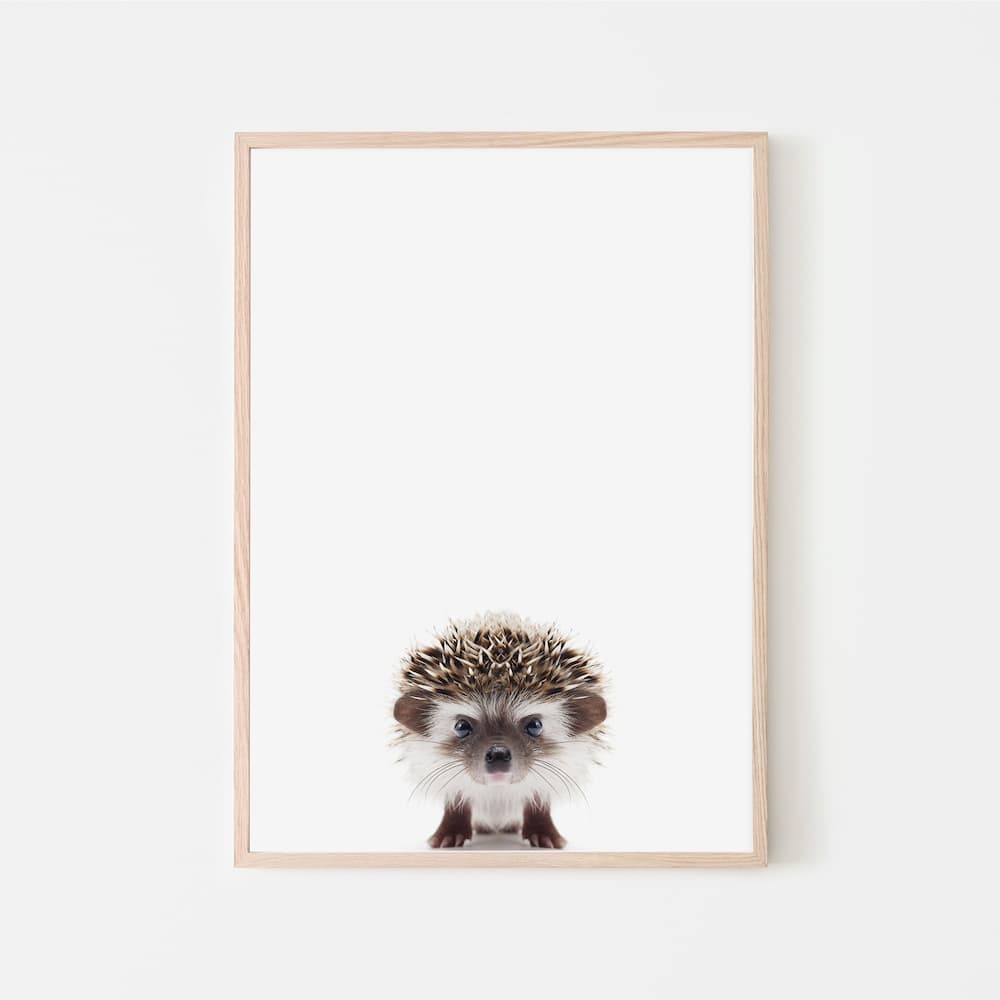Animal Photography - Hedgehog - Pompom Prints