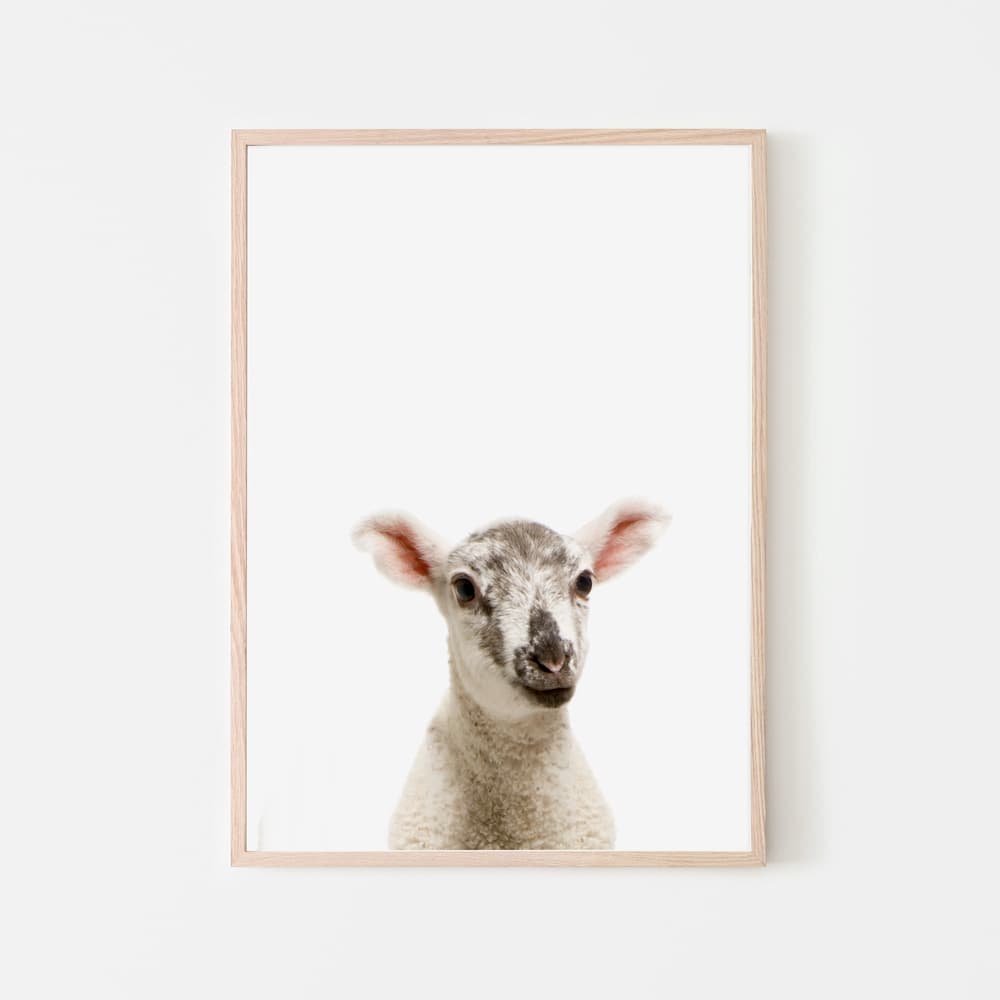 Animal Photography - Lamb - Pompom Prints