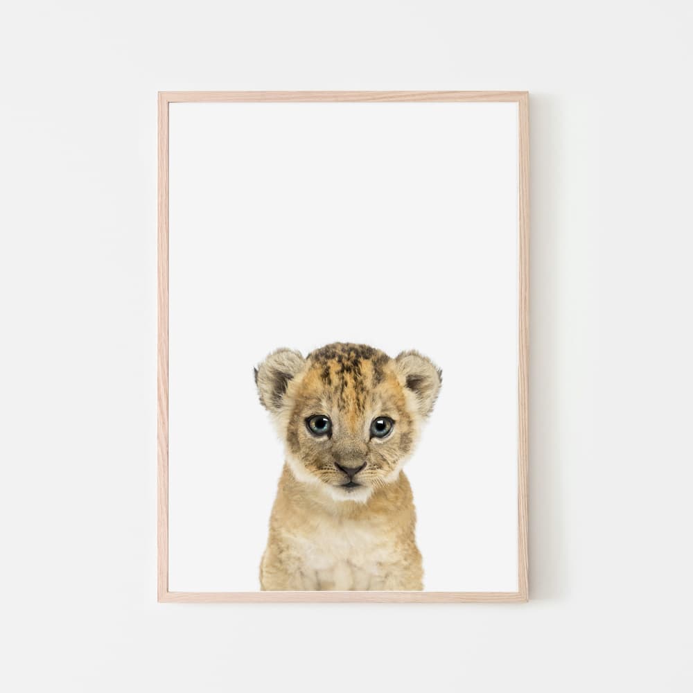 Animal Photography - Lion - Pompom Prints