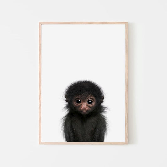 Animal Photography - Monkey - Pompom Prints