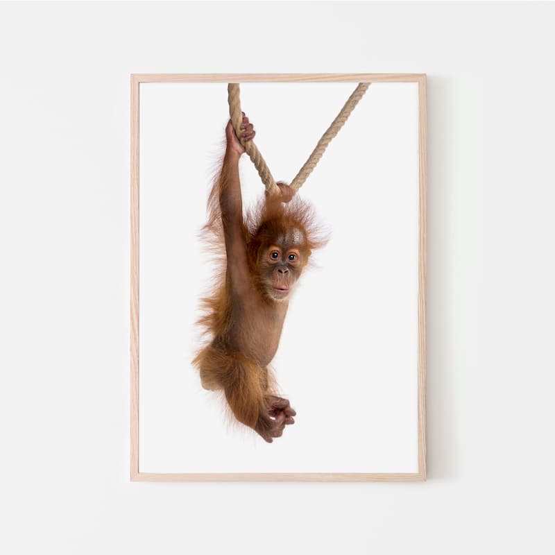 Animal Photography - Orangutang - Pompom Prints
