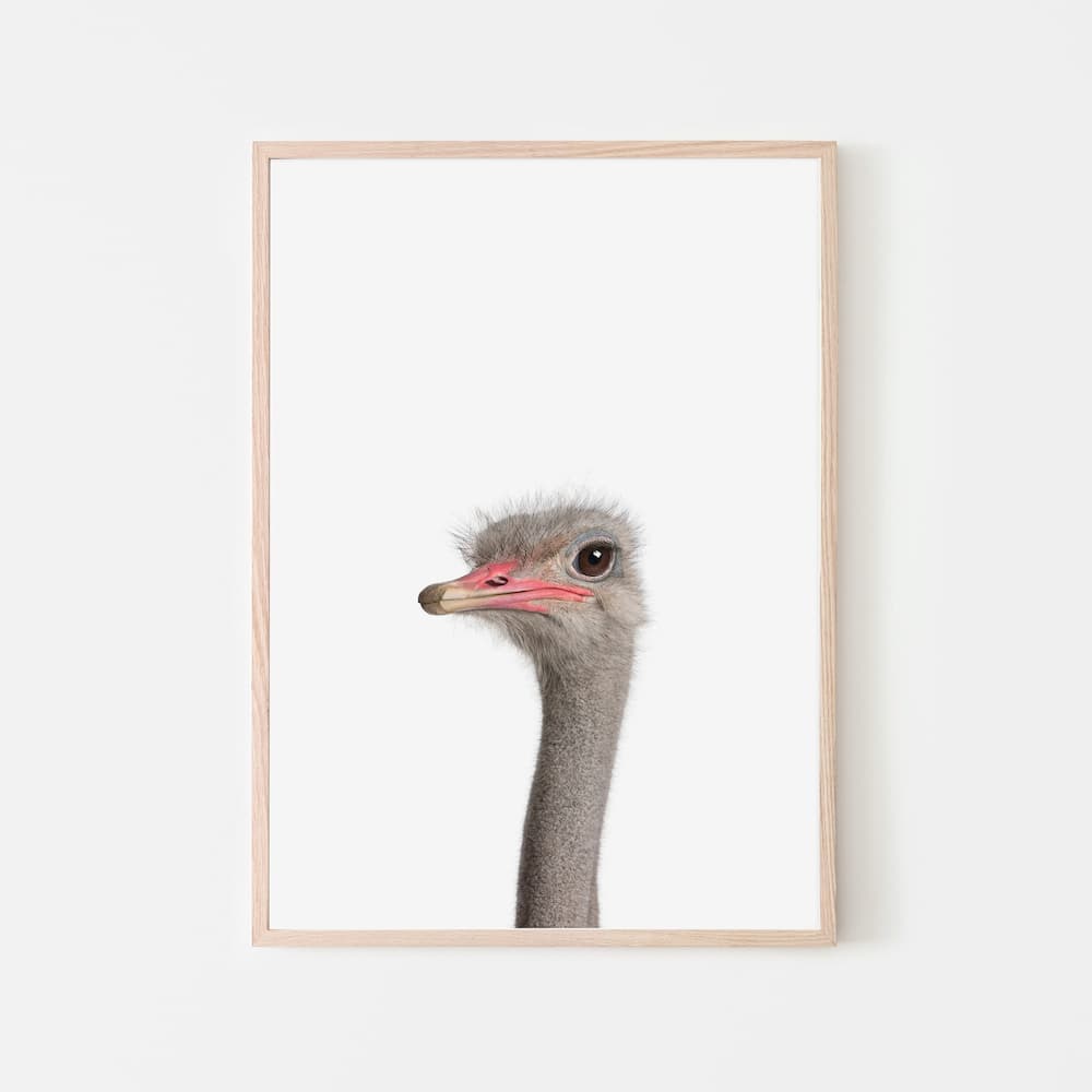 Animal Photography - Ostrich - Pompom Prints