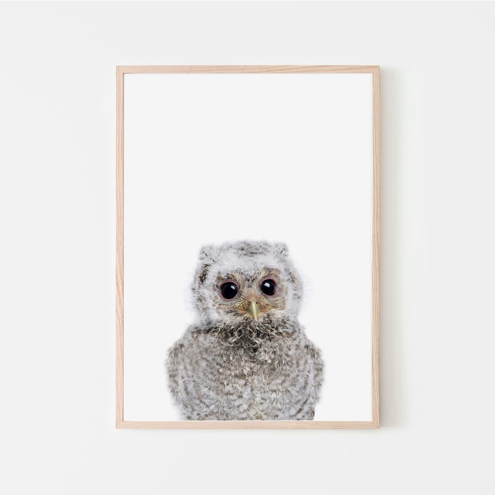 Animal Photography - Owl - Pompom Prints