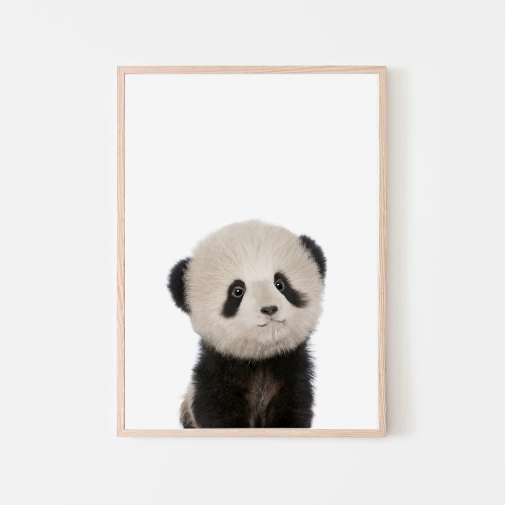 Animal Photography - Panda - Pompom Prints