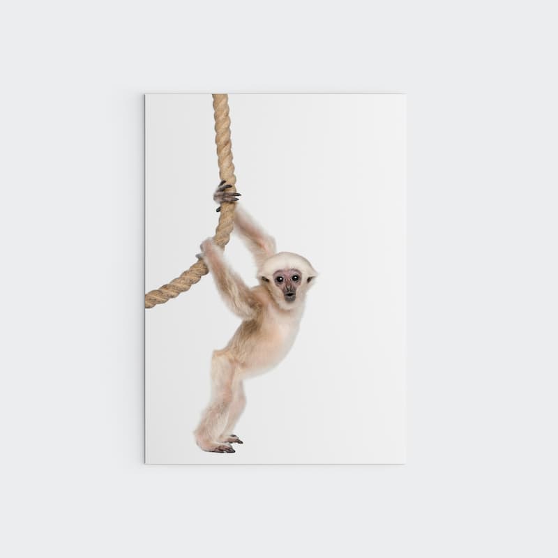 Animal Photography - Pleated Gibbon - Pompom Prints