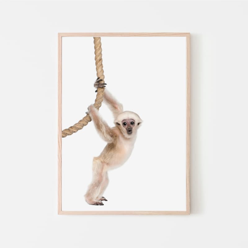 Animal Photography - Pleated Gibbon - Pompom Prints