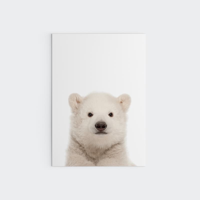 Animal Photography - Polar Bear - Pompom Prints