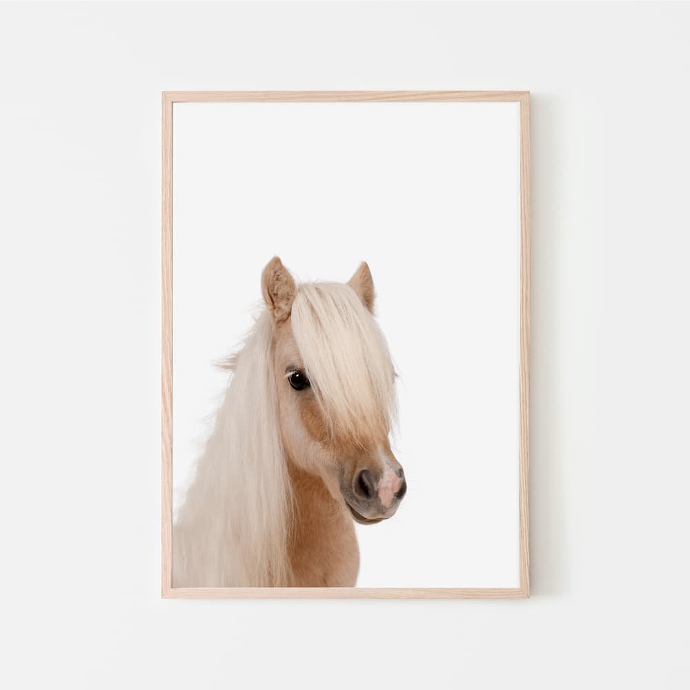 Animal Photography - Pony - Pompom Prints