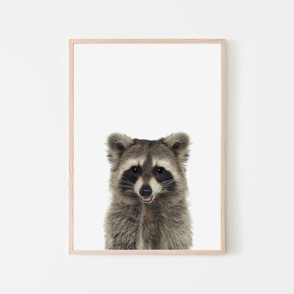 Animal Photography - Raccoon - Pompom Prints