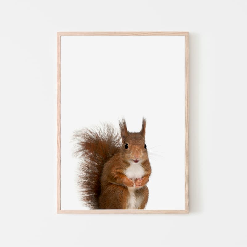 Animal Photography - Squirrel - Pompom Prints
