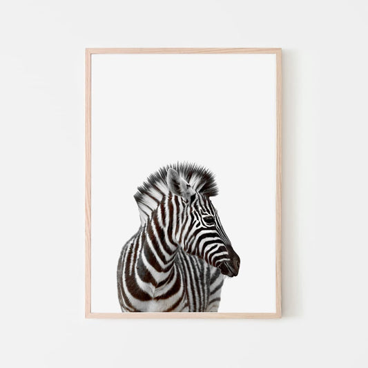 Animal Photography - Zebra - Pompom Prints